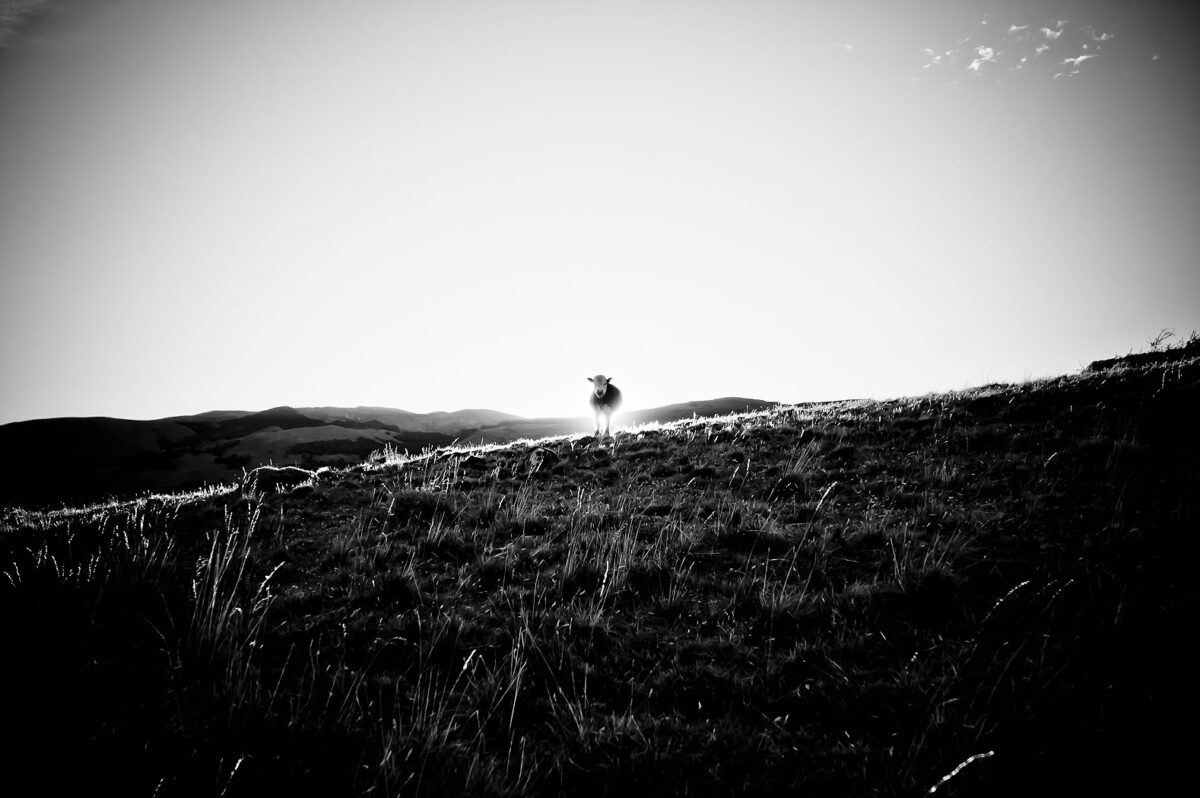 slide-4